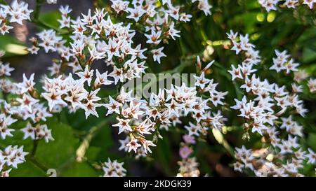 De petites fleurs de tatice allemand ou de lavande de mer tatarienne ou de tatice ou de tatice de Tartarian (Goniolimon tataricum) en gros plan Banque D'Images