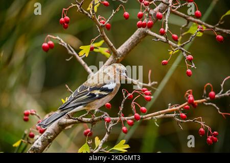 Le Fringilla coelebs ou finch commun est une espèce d'oiseau de passereau de la famille des Fringillidae. Banque D'Images