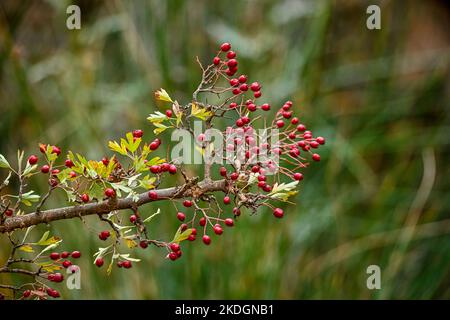 Crataegus monogyna - Arbusto y frutos del majuelo. Espino, frutos silvestres. Banque D'Images