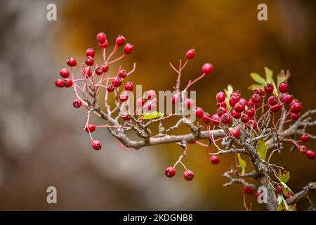 Crataegus monogyna - Arbusto y frutos del majuelo. Espino, frutos silvestres. Banque D'Images