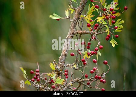 Crataegus monogyna - Arbusto y frutos del majuelo. Espino, frutos silvestres. Banque D'Images