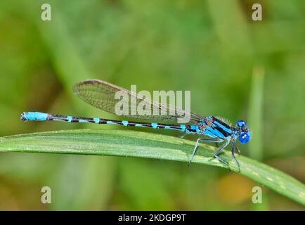 La mouche à damselfly (Enallagma civile) familière perchée sur de grandes herbes près de la voie navigable à Houston, au Texas. Banque D'Images