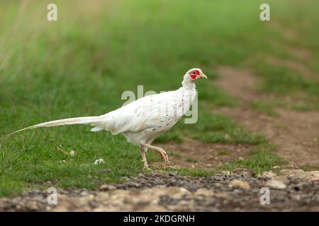 Faisan blanc ou leucistic. Nom scientifique: Phasianus colchicus. Couleur rare d'un faisan commun mâle à col en anneau, face à droite avec vert propre b Banque D'Images