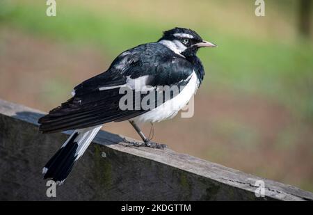 Un petit-larche australien (Grallina cyanoleuca) perché sur un stand en bois à Sydney, Nouvelle-Galles du Sud, Australie (photo de Tara Chand Malhotra) Banque D'Images