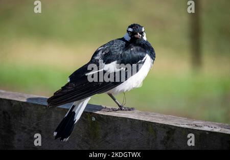 Un petit-larche australien (Grallina cyanoleuca) perché sur un stand en bois à Sydney, Nouvelle-Galles du Sud, Australie (photo de Tara Chand Malhotra) Banque D'Images