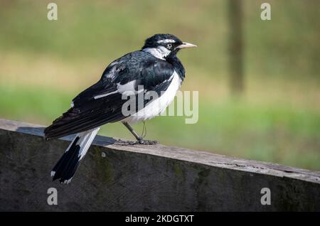 Un petit-larche australien (Grallina cyanoleuca) perché sur un stand en bois à Sydney, Nouvelle-Galles du Sud, Australie (photo de Tara Chand Malhotra) Banque D'Images