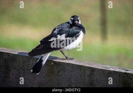 Un petit-larche australien (Grallina cyanoleuca) perché sur un stand en bois à Sydney, Nouvelle-Galles du Sud, Australie (photo de Tara Chand Malhotra) Banque D'Images