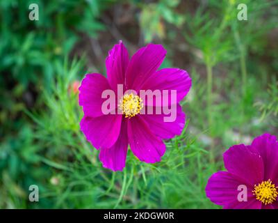 Garden Cosmos ou Aster mexicain (Cosmos bipinnatus), une fleur rose au milieu de la nature Banque D'Images