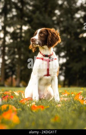 Portrait d'automne d'un chiot anglais Springer Spaniel Banque D'Images