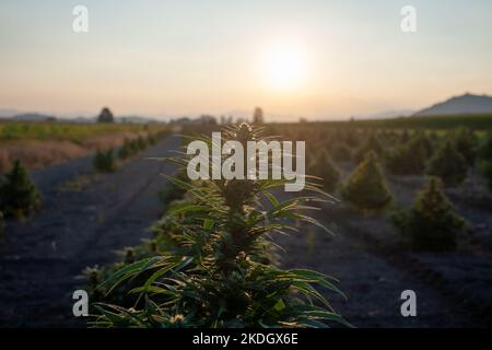 Plante verte de cannabis ensoleillée en plaçant le soleil parmi les cultures de chanvre sur la plantation Banque D'Images