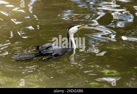 Un petit pied Cormorant (Microcarbo melanoleucos) nageant à Sydney ; Nouvelle-Galles du Sud ; Australie (photo de Tara Chand Malhotra) Banque D'Images