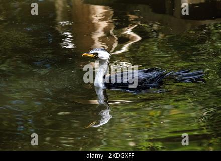 Un petit pied Cormorant (Microcarbo melanoleucos) nageant à Sydney ; Nouvelle-Galles du Sud ; Australie (photo de Tara Chand Malhotra) Banque D'Images