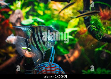 joli poisson ange dans mon aquarium Banque D'Images