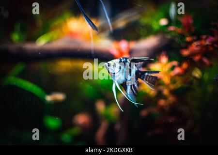 joli poisson ange dans mon aquarium Banque D'Images