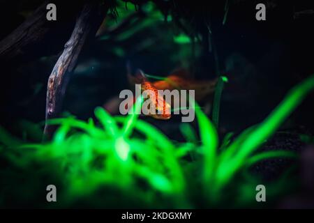 joli poisson ange dans mon aquarium Banque D'Images