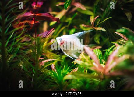 joli poisson ange dans mon aquarium Banque D'Images