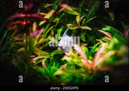 joli poisson ange dans mon aquarium Banque D'Images