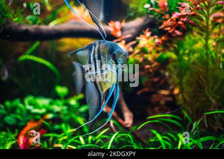 joli poisson ange dans mon aquarium Banque D'Images