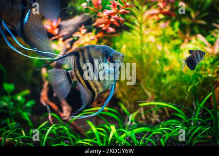 joli poisson ange dans mon aquarium Banque D'Images