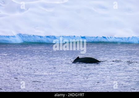 Une baleine dans l'océan Austral, Antarctique Banque D'Images