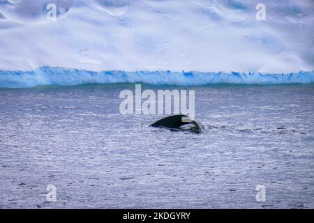 Une baleine dans l'océan Austral, Antarctique Banque D'Images