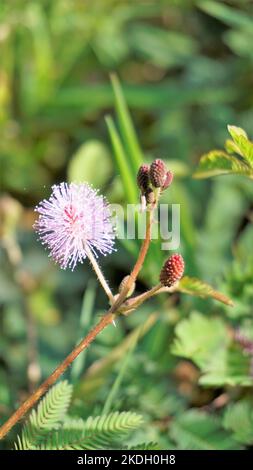 Gros plan de la fleur de Mimosa pudica. La plante sensible, plante endormie avec vert feuilles pliables arrière-plan. Populairement connu sous le nom de touchez-moi pas arbre. Banque D'Images