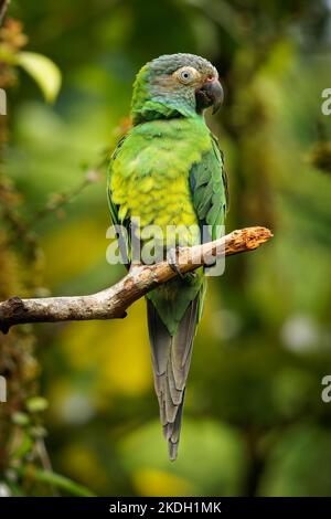 Parakeet à tête dusky - Aratinga weddellii également le conure de Weddell, petit perroquet néotropical vert, dans des habitats boisés dans le bassin amazonien de l'Amérique du Sud Banque D'Images