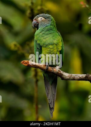 Parakeet à tête dusky - Aratinga weddellii également le conure de Weddell, petit perroquet néotropical vert, dans des habitats boisés dans le bassin amazonien de l'Amérique du Sud Banque D'Images