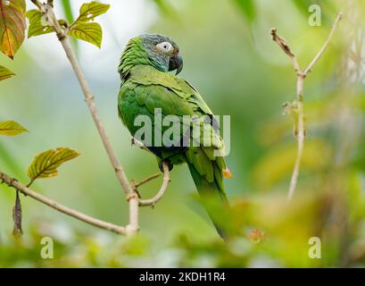 Parakeet à tête dusky - Aratinga weddellii également le conure de Weddell, petit perroquet néotropical vert, dans des habitats boisés dans le bassin amazonien de l'Amérique du Sud Banque D'Images