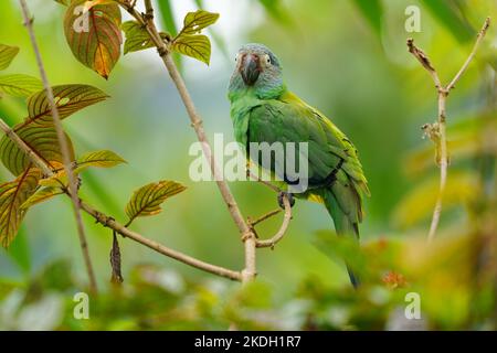 Parakeet à tête dusky - Aratinga weddellii également le conure de Weddell, petit perroquet néotropical vert, dans des habitats boisés dans le bassin amazonien de l'Amérique du Sud Banque D'Images