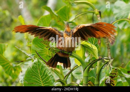 Hoatzin ou hoactzin (Opisthocomus hoazin) oiseau tropical chez les Opisthocomiformes, présent dans les marécages, les forêts riveraines et les mangroves de l'Amazone et de l'O Banque D'Images