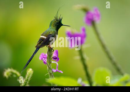 Thorntail à crasse métallique - colibri vert Discosura popelairii à longue crête et longue queue vive, oiseau sur la fleur violette et fond vert, f Banque D'Images