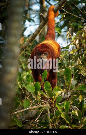 Hurleur rouge colombien ou vénézuélien - Alouatta seniculus, espèce sud-américaine de singe trouvée dans le bassin ouest de l'Amazone au Venezuela, Colombie, ce Banque D'Images