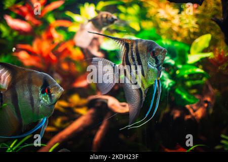 joli poisson ange dans mon aquarium Banque D'Images