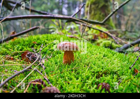 Humide de la pluie, croissant en mousse, champignon Imleria badia, communément connu sous le nom de la baie bolete - comestible, très savoureux champignon. Un cône de pin est couché ensuite Banque D'Images