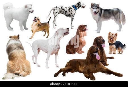 race de chien isolée Banque D'Images