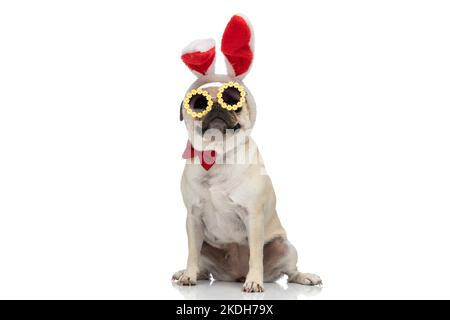 Un chien mignon portant des oreilles de lapin avec des lunettes de soleil et un noeud papillon tout en étant assis sur un fond blanc de studio Banque D'Images