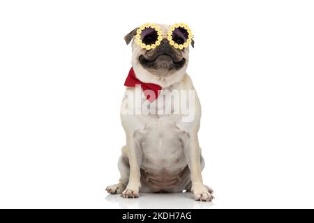 Joyeux chien de pug souriant à l'appareil photo tout en portant des lunettes de soleil avec noeud rouge et assis sur fond blanc Banque D'Images