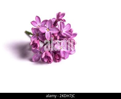 Branche de fleurs de lilas violet sur fond blanc Banque D'Images