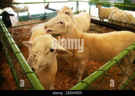 Avec la participation de plus de 70 entreprises de l'élevage, des moutons, de la chèvre, de l'agriculture, du commerce, Les secteurs du matériel et de l'automobile, ils se sont réunis dans les installations de l'Hôtel Tibisay del Lago, ce dimanche, 6 novembre 2022, dans la ville de Maracaibo, au Venezuela. La Fédération nationale des éleveurs de bétail (Fedenaga) et la Fédération des éleveurs de bétail du bassin du lac Maracaibo (Fegalago) ont organisé cette Expo Livestock Congress. Les potentialités productives à développer dans le secteur privé de l'élevage espèrent anticiper la crise et surmonter les obstacles et les défis actuels Banque D'Images