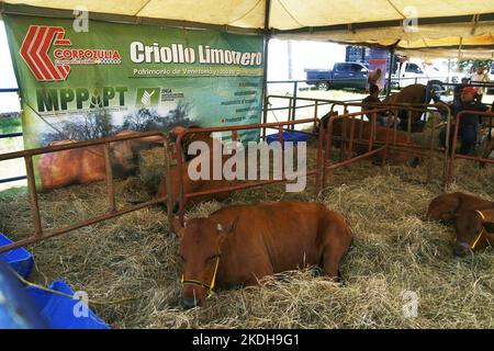 Avec la participation de plus de 70 entreprises de l'élevage, des moutons, de la chèvre, de l'agriculture, du commerce, Les secteurs du matériel et de l'automobile, ils se sont réunis dans les installations de l'Hôtel Tibisay del Lago, ce dimanche, 6 novembre 2022, dans la ville de Maracaibo, au Venezuela. La Fédération nationale des éleveurs de bétail (Fedenaga) et la Fédération des éleveurs de bétail du bassin du lac Maracaibo (Fegalago) ont organisé cette Expo Livestock Congress. Les potentialités productives à développer dans le secteur privé de l'élevage espèrent anticiper la crise et surmonter les obstacles et les défis actuels Banque D'Images