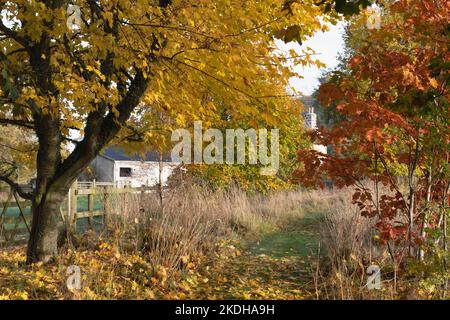 Une piste de grassy menant à une maison et des écuries passant entre une variété d'arbres (y compris le chêne, l'érable et le hêtre) fournissant la couleur d'automne Banque D'Images