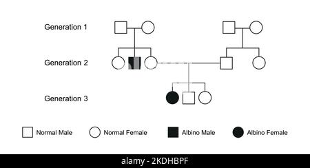 Syndrome d'albinisme arbre familial. Illustration vectorielle. Illustration de Vecteur
