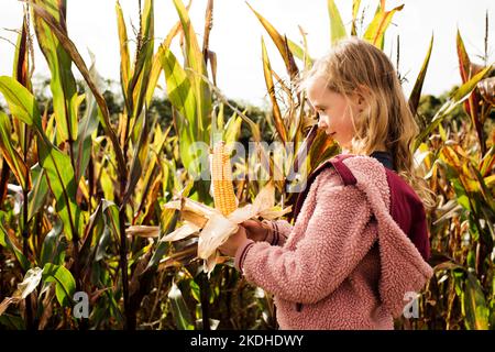 fille tenant un maïs sur l'épi dans un champ de maïs en automne Banque D'Images