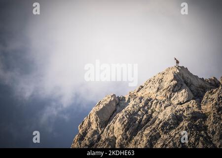 Chamois en haute montagne le matin Banque D'Images