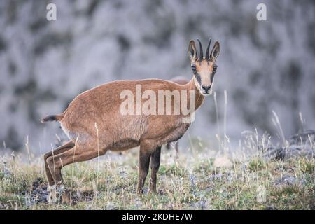 Chamois en haute montagne le matin Banque D'Images