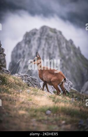 Chamois en haute montagne le matin Banque D'Images