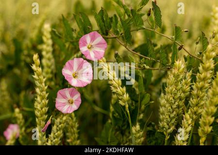 Belle herbe à poux rose (Convolvulus arvensis) qui pousse au milieu des céréales à la lisière d'un champ agricole Banque D'Images