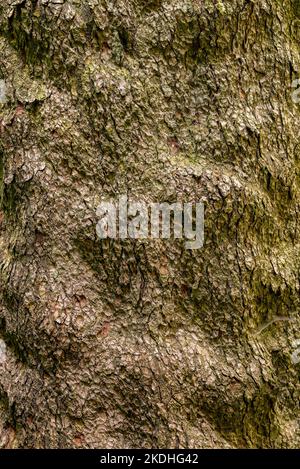 Gros plan de l'écorce d'un grand sapin d'argent ancien (Abies alba) Banque D'Images