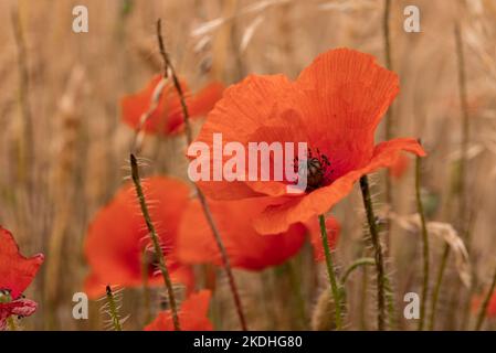 Photo macro de magnifiques coquelicots rouges à fleurs (Papaver rhoeas) dans un champ de maïs Banque D'Images